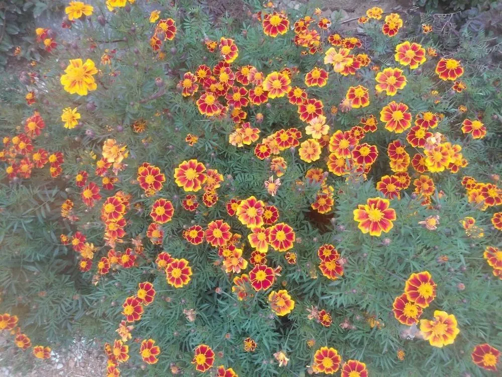 Sunet Garden カンファ 韓国